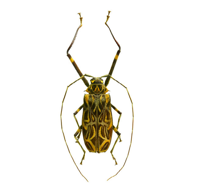 longhorn beetle  