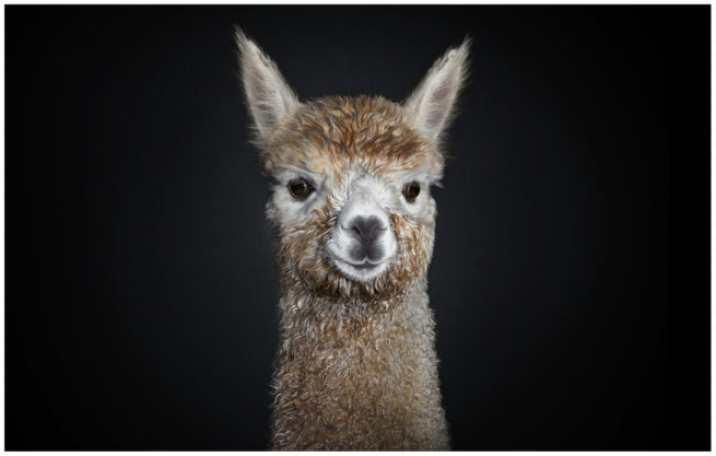 Portrait von einem jungen Alpaka vor schwarzem Hintergrund