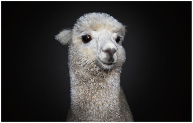 Portrait von einem jungen weissen Alpaka vor schwarzem Hintergrund