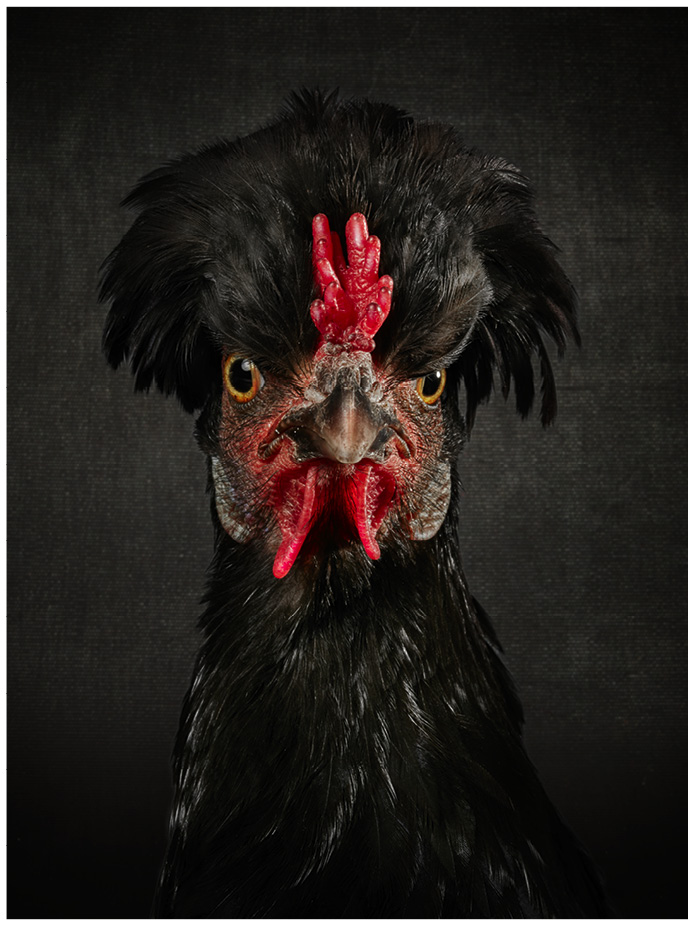 Portrait von einem schwarzen Araucana Mix Huhn vor schwarzem Hintergrund