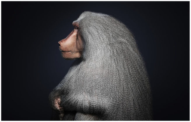 Portrait von einem Pavian vor schwarzem Hintergrund