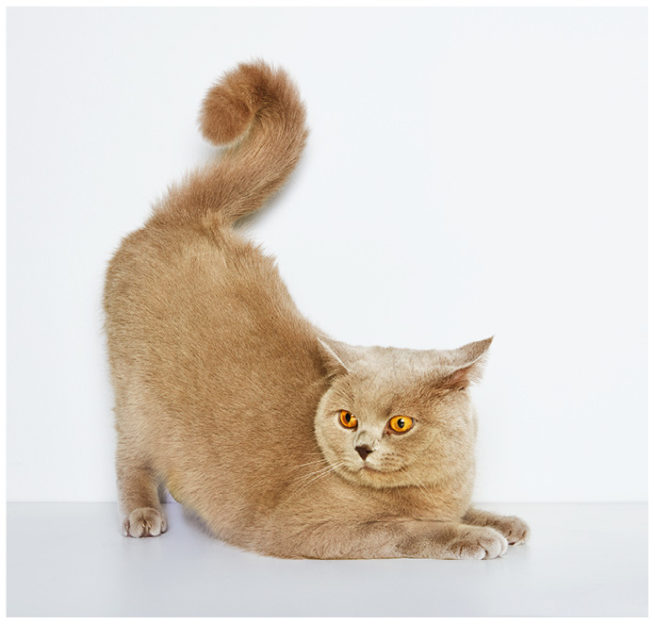 Studioportrait von einer braunen British Shorthair Katze vor weissem Hintergrund