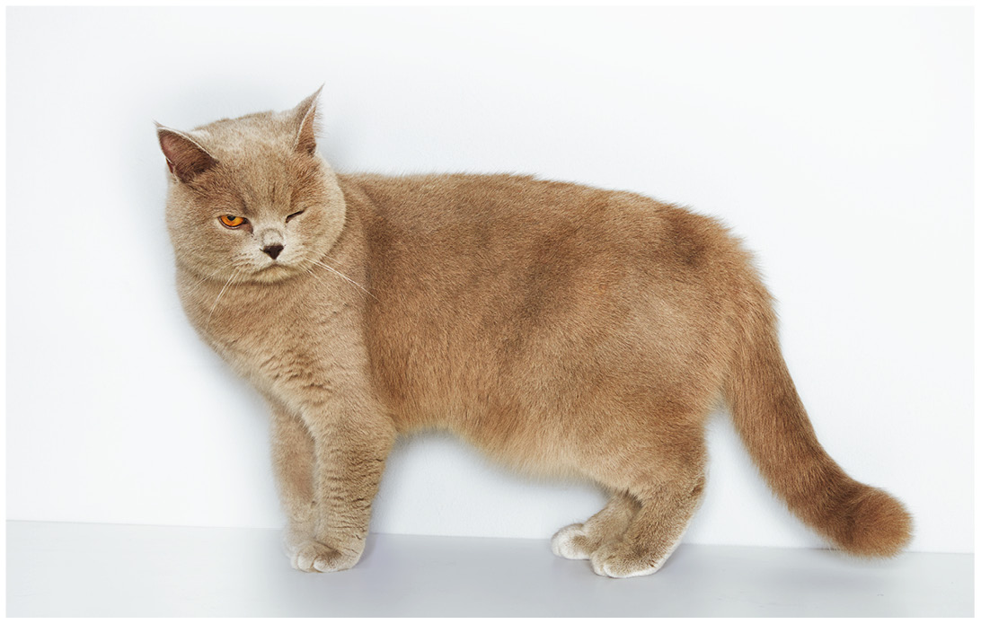 Studioportrait von einer braunen British Shorthair Katze vor weissem Hintergrund