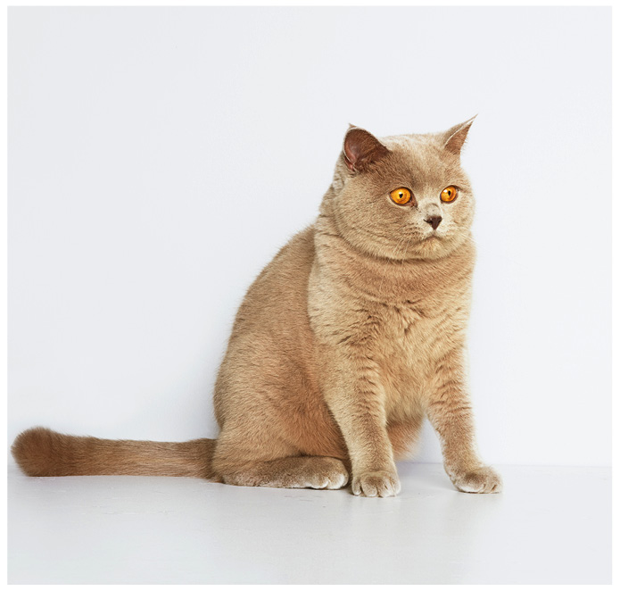 Studioportrait von einer braunen British Shorthair Katze vor weissem Hintergrund