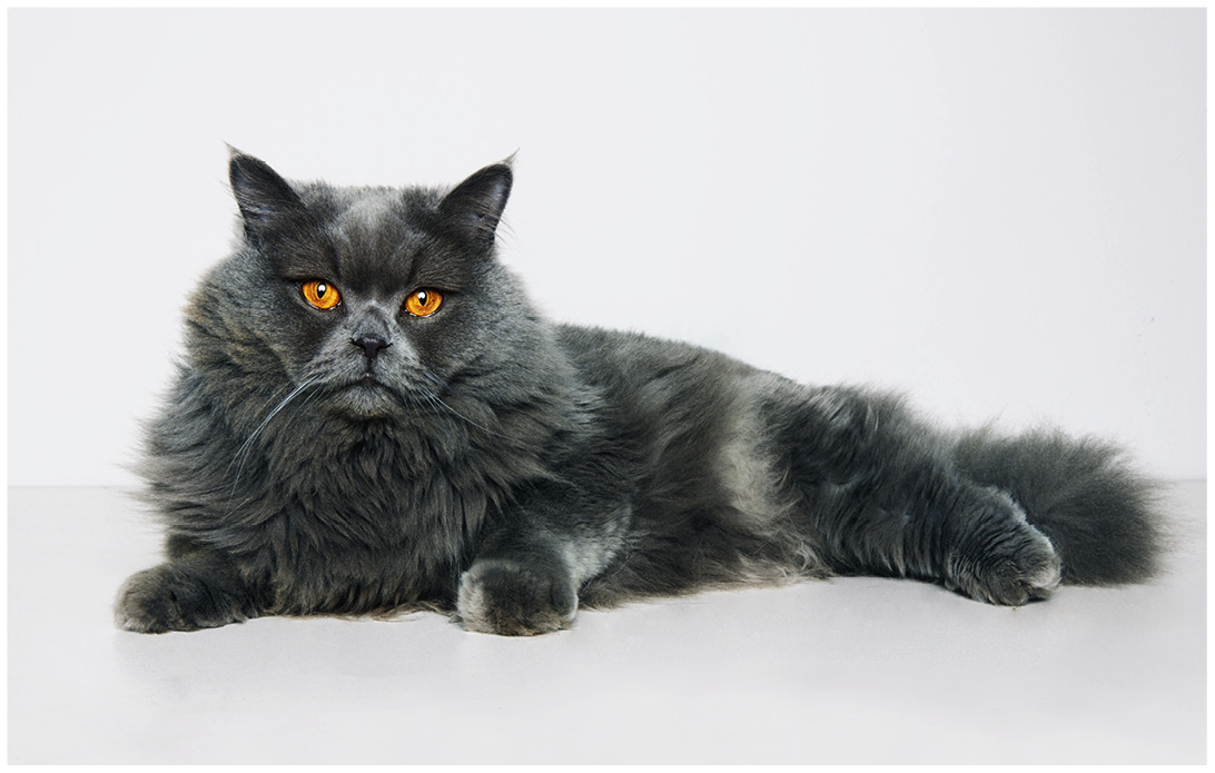 Studioportrait von einer grauen British Shorthair Katze vor weissem Hintergrund