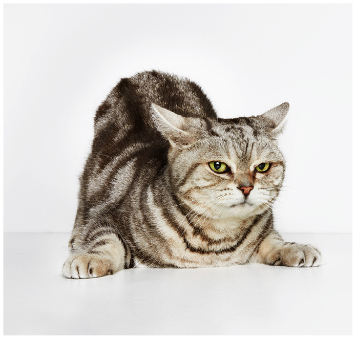 Studioportrait von einer getigerten British Shorthair Katze vor weissem Hintergrund
