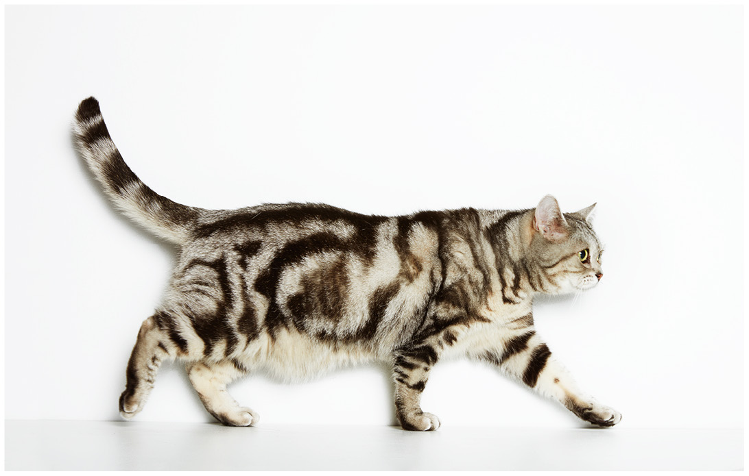 Studioportrait von einer getigerten British Shorthair Katze vor weissem Hintergrund