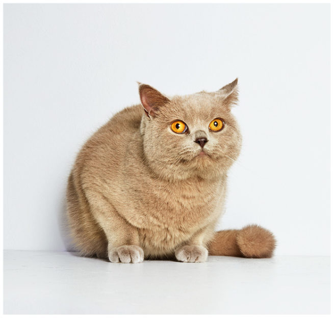 Studioportrait von einer braunen British Shorthair Katze vor weissem Hintergrund