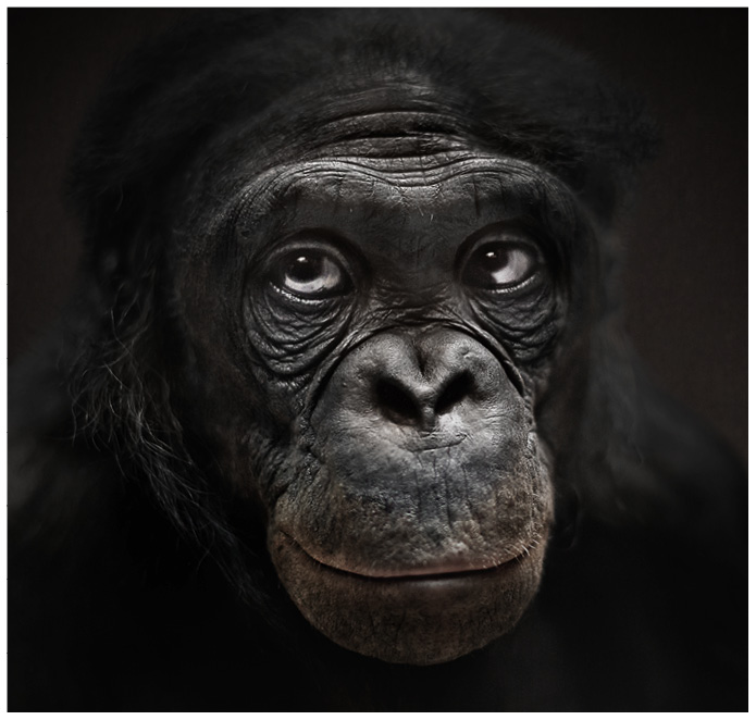 Portrait von einem Schimpansen vor schwarzem Hintergrund
