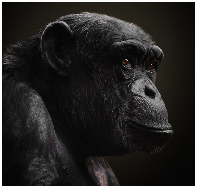 Portrait von einem Schimpansen vor schwarzem Hintergrund