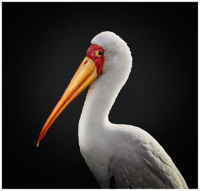 Portrait von einem Kranich vor schwarzem Hintergrund