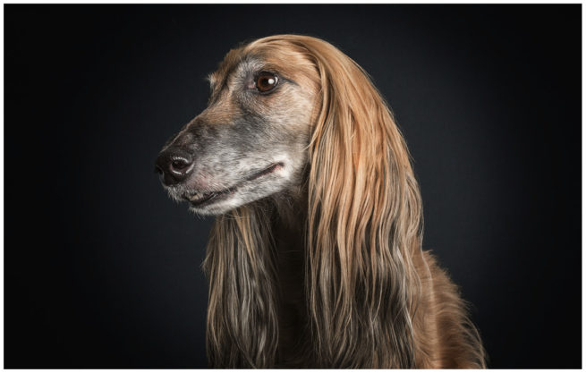 Studioportrait von einem afghanischen Windhund vor schwarzem Hintergrund