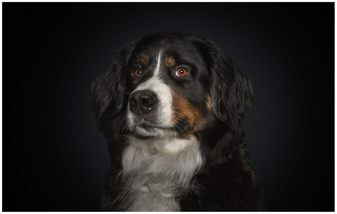 Studioportrait von einem Bernasennenhund vor schwarzem Hintergrund