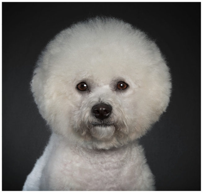 Studioportrait von einem Bichon Frise vor schwarzem Hintergrund