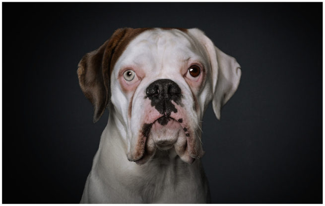 Studioportrait von einem Albino Boxer vor schwarzem Hintergrund