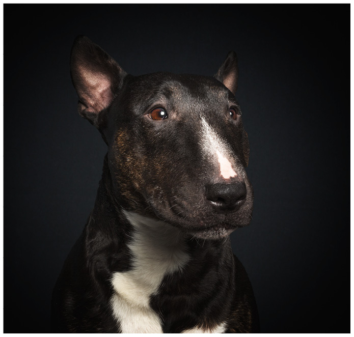 Studioportrait von einem Bullterrier vor schwarzem Hintergrund