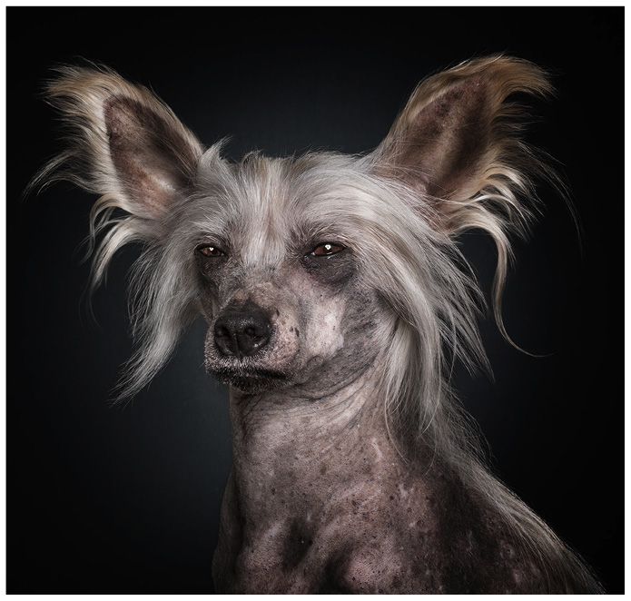 Studioportrait von einem chinesischen Nackthund vor schwarzem Hintergrund