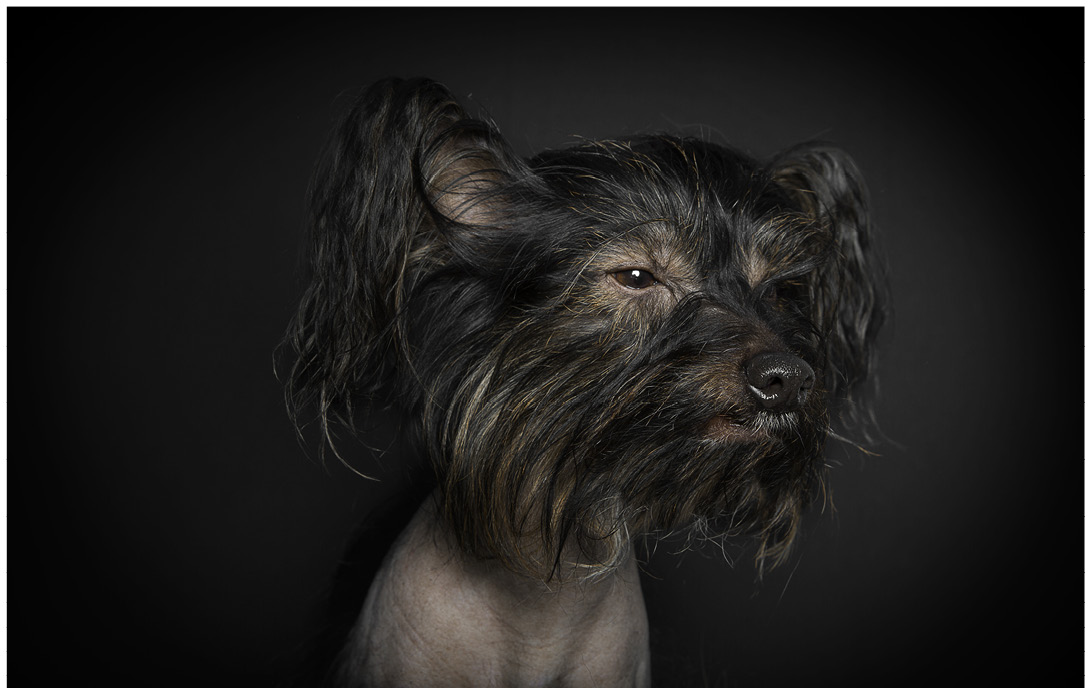 Studioportrait von einem schwarzen chinesischen Nackthund vor schwarzem Hintergrund