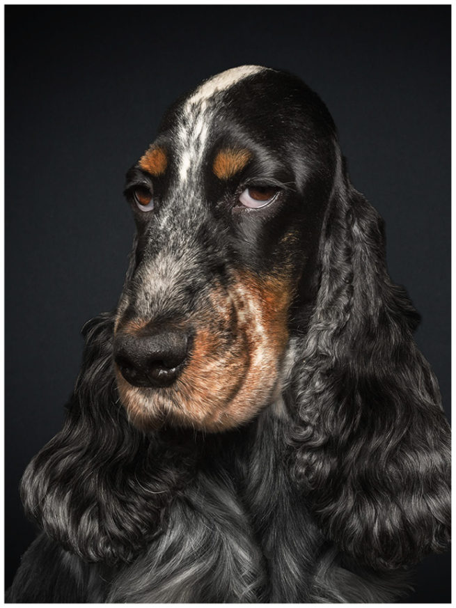 Studioportrait von einem Cocker Spaniel vor schwarzem Hintergrund