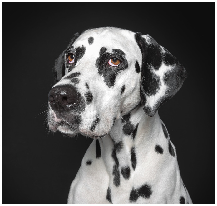 Studioportrait von einem Dalmatiner vor schwarzem Hintergrund