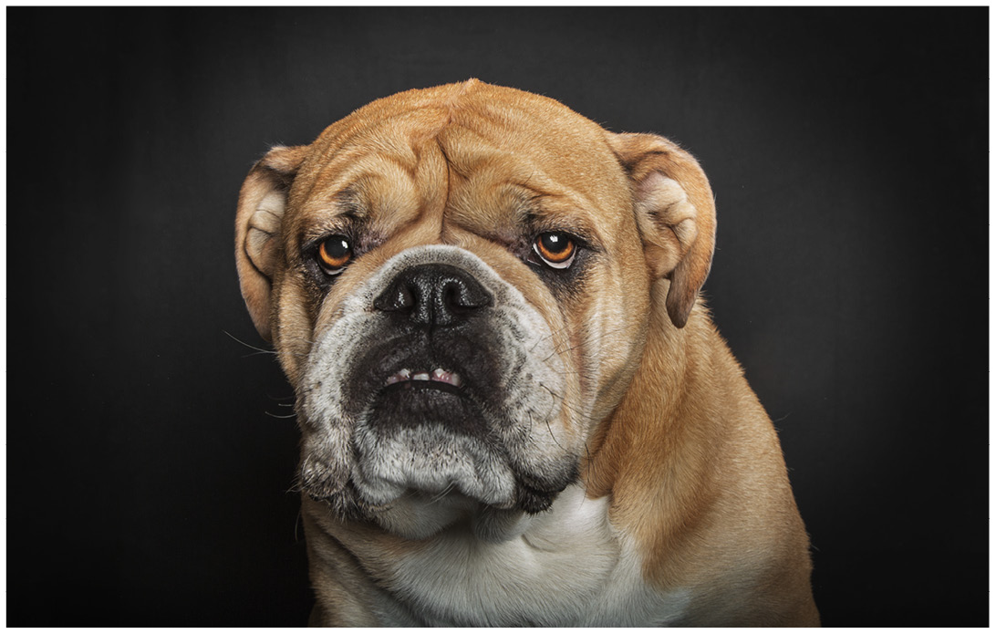 Studioportrait von einer englischen Bulldogge vor schwarzem Hintergrund