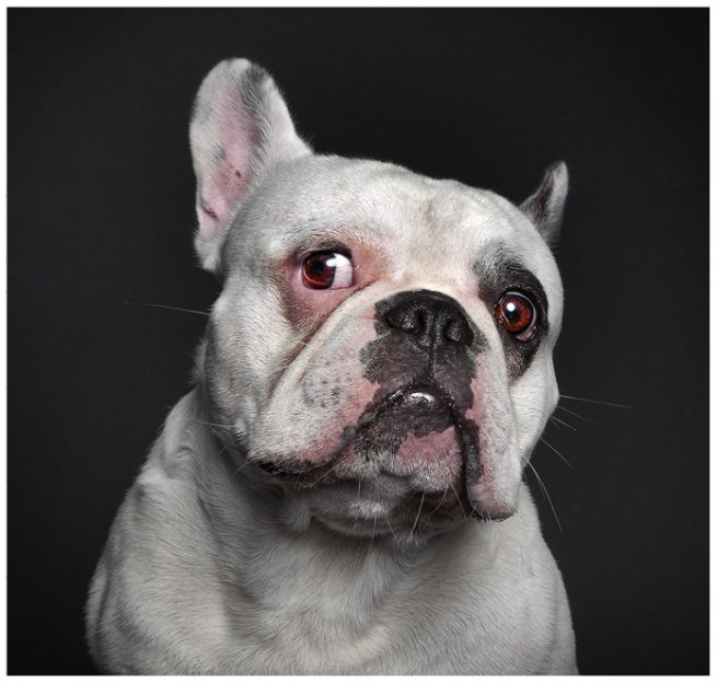 Studioportrait von einer französischen Bulldogge vor schwarzem Hintergrund