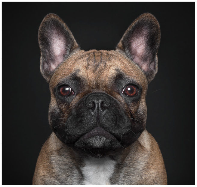 Studioportrait von einer französischen Bulldogge vor schwarzem Hintergrund