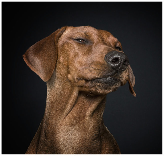 Studioportrait von einem deutschen Pinscher vor schwarzem Hintergrund