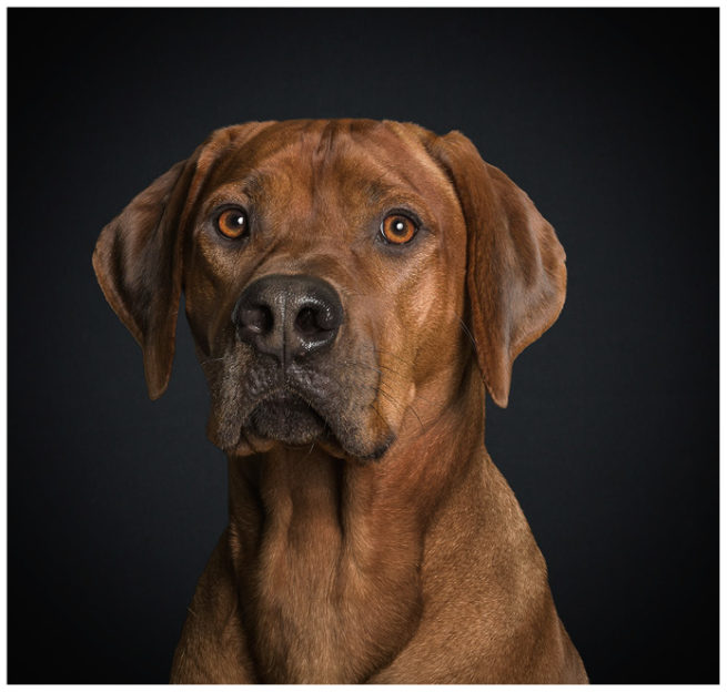 Studioportrait von einem Rhodesian Ridgeback vor schwarzem Hintergrund