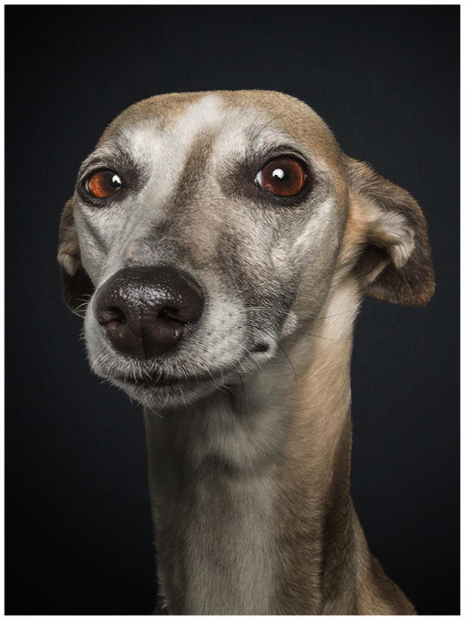 Studioportrait von einem Whippet vor schwarzem Hintergrund