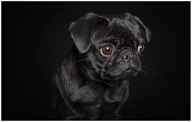Studioportrait von einem schwarzen Mops vor schwarzem Hintergrund