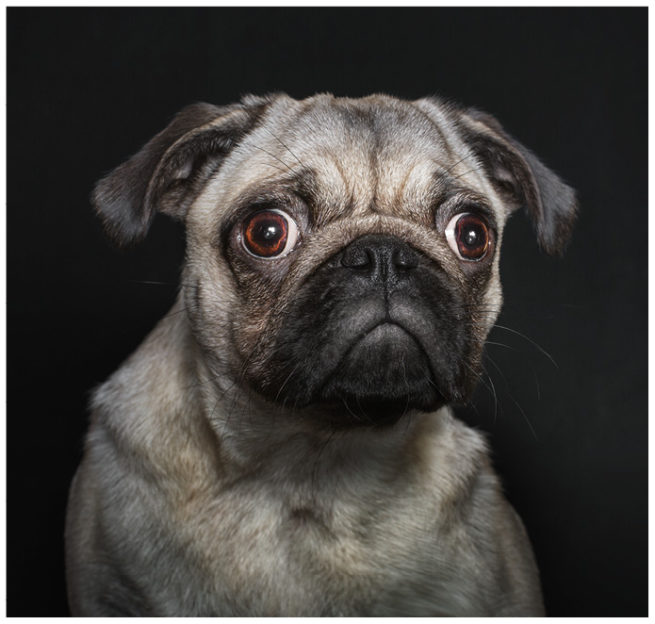 Studioportrait von einem erstaunten Mops vor schwarzem Hintergrund