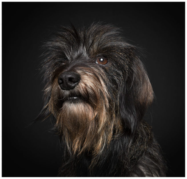 Studioportrait von einem Rauhhaardackel vor schwarzem Hintergrund
