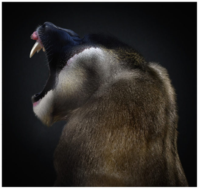 Portrait von einem Mandrill vor schwarzem Hintergrund