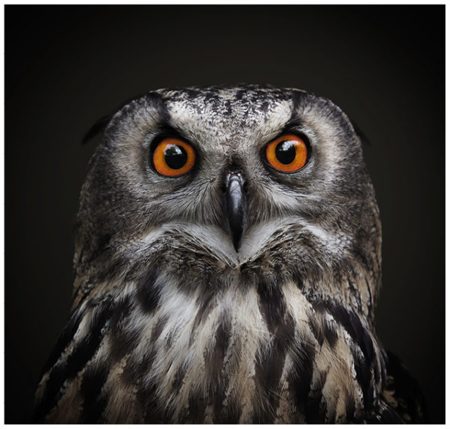 Portrait von einem Uhu vor schwarzem Hintergrund