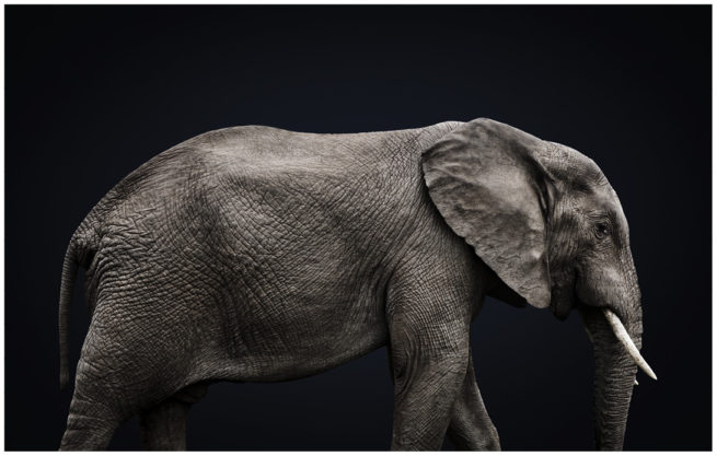 Portrait von einem Elefant vor schwarzem Hintergrund