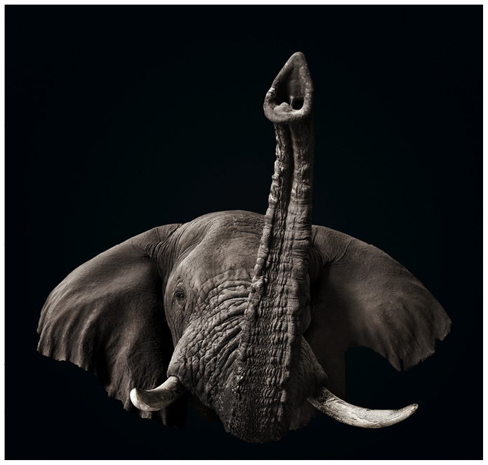 Portrait von einem Elefant vor schwarzem Hintergrund