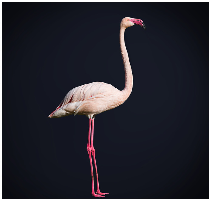 Portrait von einem Flamingo vor schwarzem Hintergrund