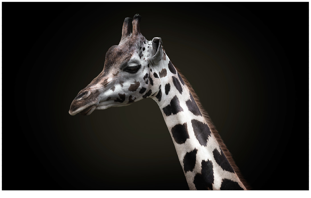 Portrait von einer Giraffe vor schwarzem Hintergrund