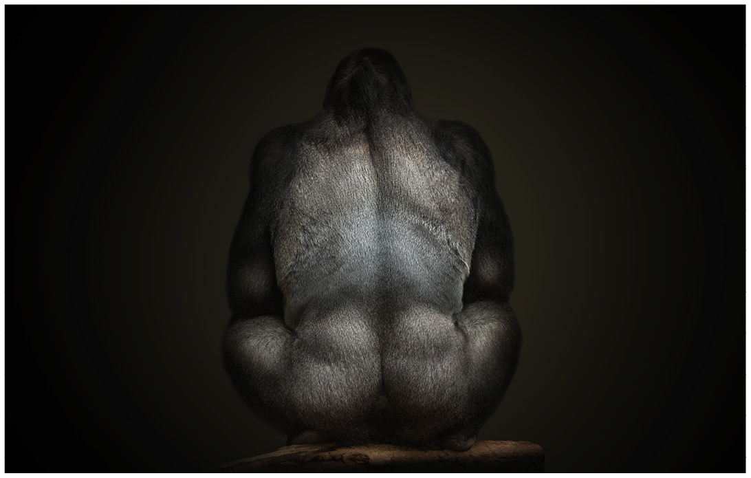 Gorillarücken vor schwarzem Hintergrund