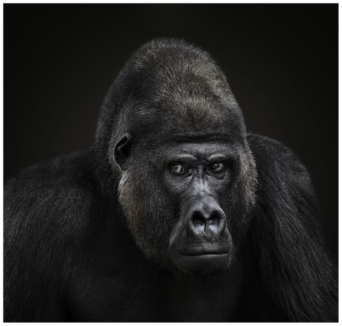 Portrait von einem Gorilla vor schwarzem Hintergrund