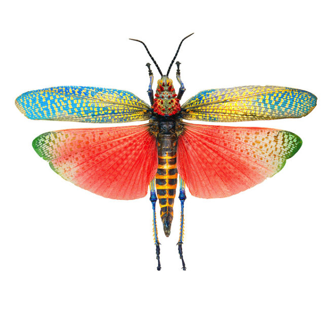 Bunt schillernde Heuschrecke