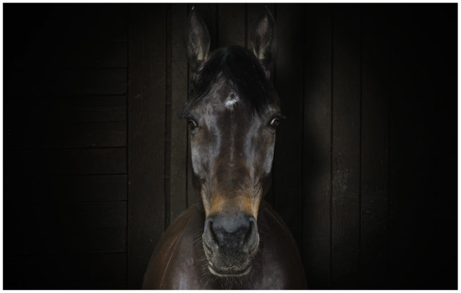 Portrait von einem braunen Pferd vor einem braunen Holzhintergrund