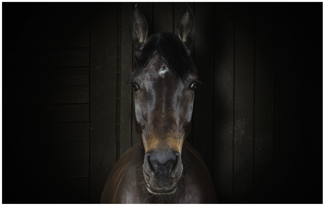 Portrait von einem braunen Pferd vor einem braunen Holzhintergrund