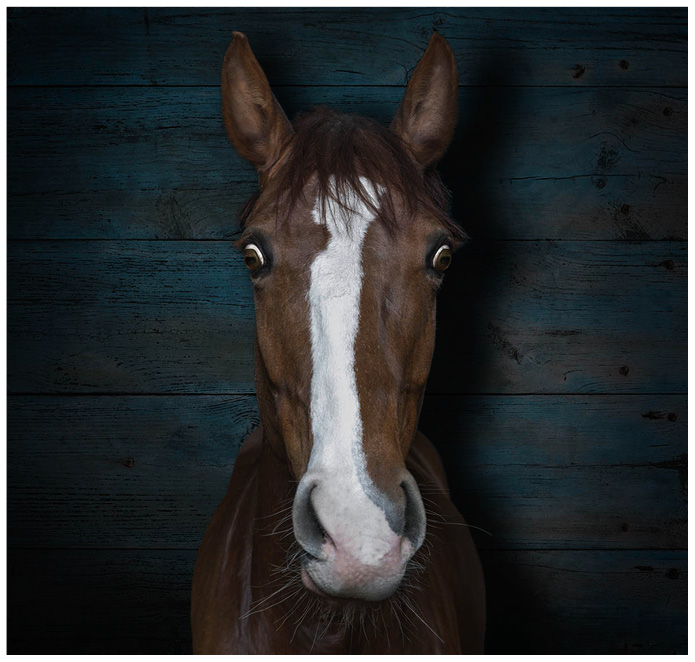 Portrait von einem braunen Pferd vor einem blauen Holzhintergrund