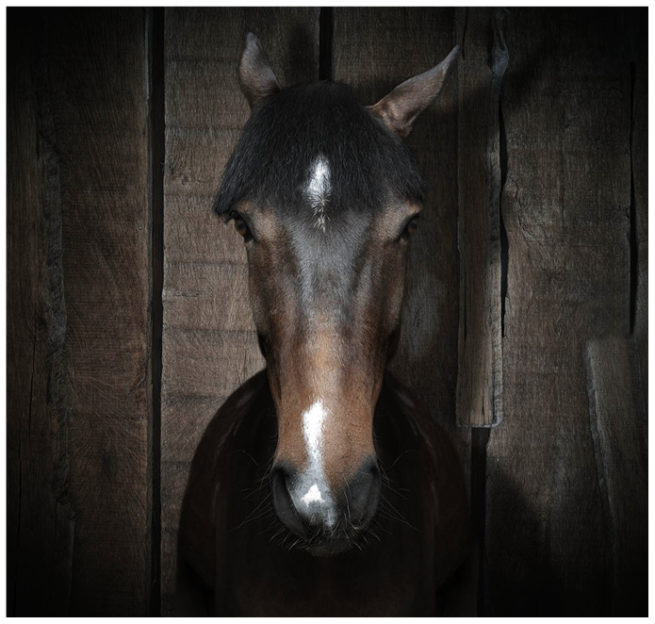 Portrait von einem braunen Pferd vor einem braunen Holzhintergrund