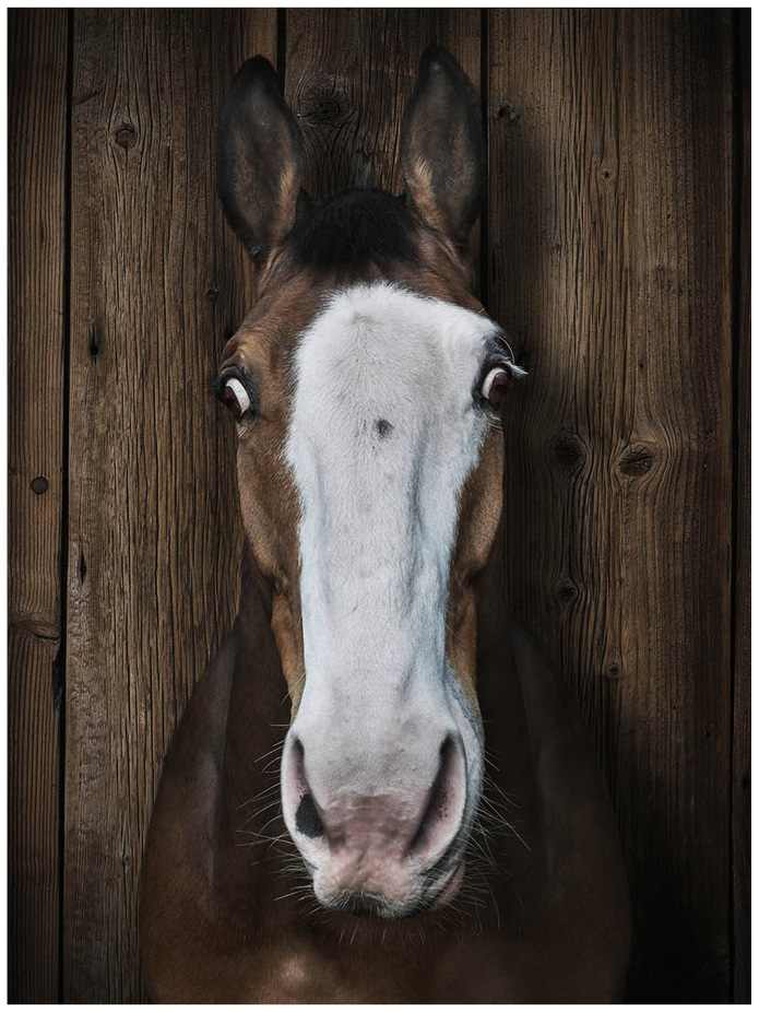 Portrait von einem braunen Pony vor einem braunen Holzhintergrund