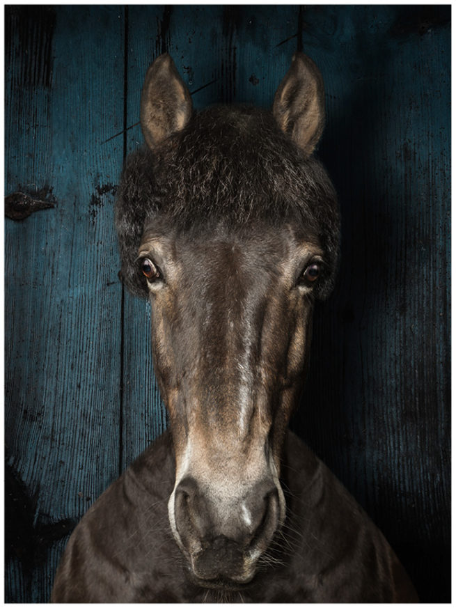 Portrait von einem braunen Pony vor einem blauen Holzhintergrund