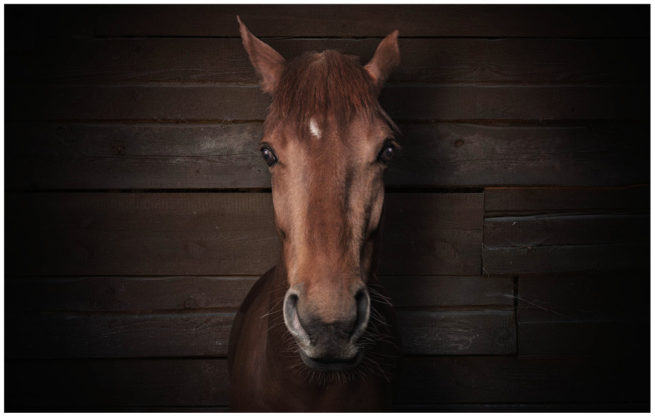 Portrait von einem braunen Pferd vor einem braunen Holzhintergrund