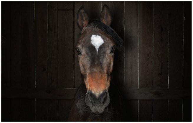 Portrait von einem braunen Pferd vor einem braunen Holzhintergrund